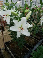 [4257 Indus No01.JPG]